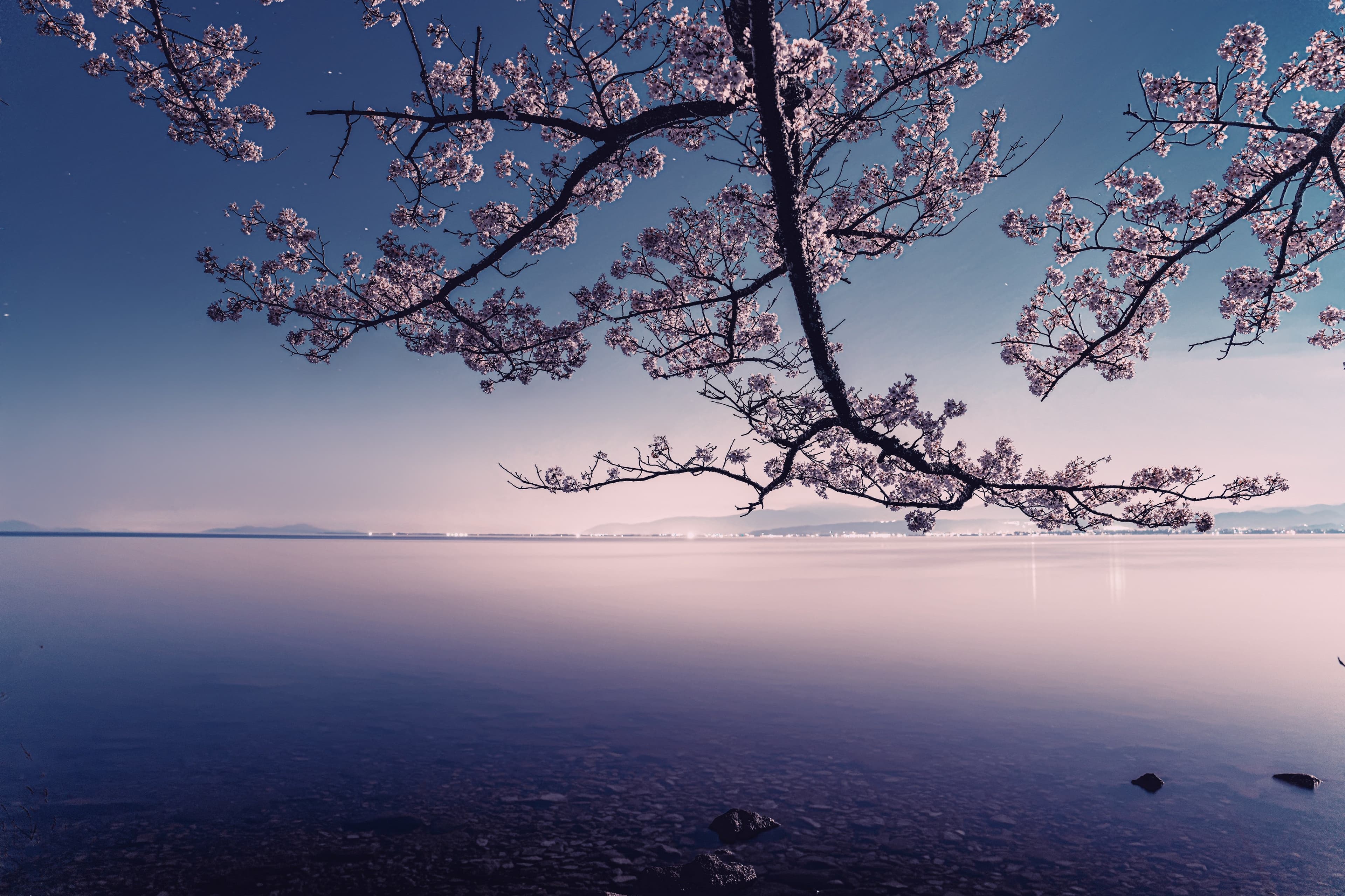 Blooming cherry blossoms frame a tranquil lake reflecting soft purple and blue twilight hues.